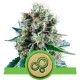 Bubble Kush Auto - Royal Queen Seeds